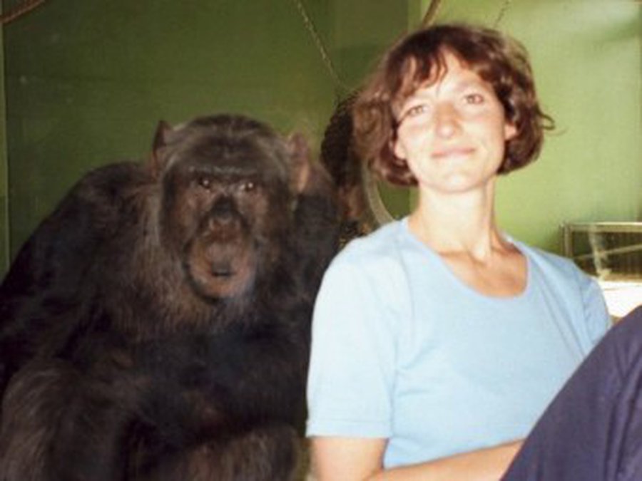 У Европейского суда потребовали прав человека для шимпанзе - Хобби, отдых и развлечения