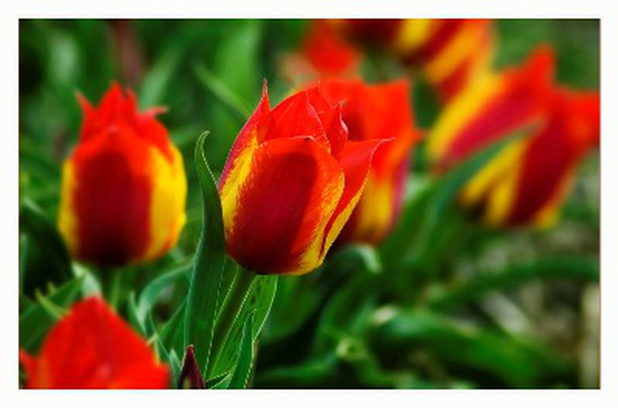 Prezidentė: moters dienos minėjimas tebėra prasmingas - Lietuva ir Baltijos šalys