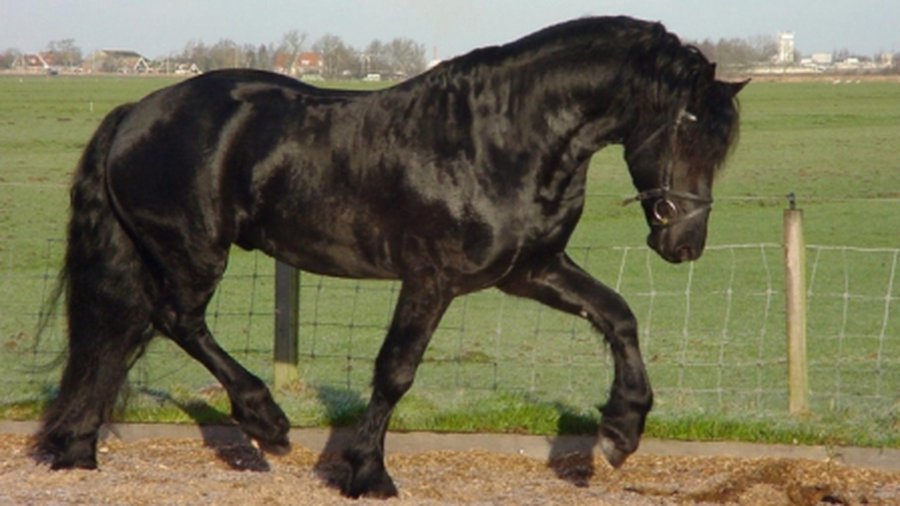 Консервы с примесью конины обнаружили в Литве - Литва и страны Балтии