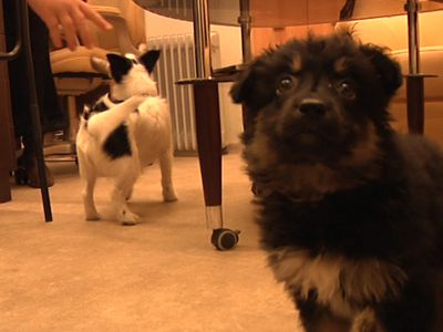 Помоги мне! - В Висагинасе