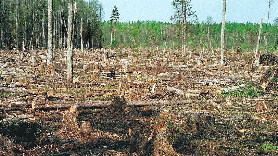 Польша должна платить 100 тыс. евро штрафа в день за вырубку Беловежской пущи - суд ЕС - В Мире