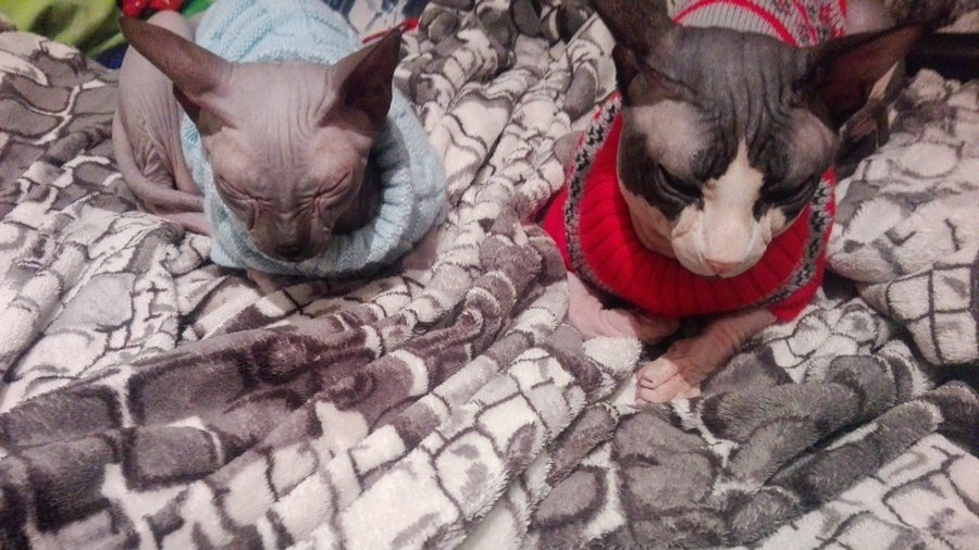 Участник №25 конкурса «Мой домашний любимец» - Конкурсы для читателей