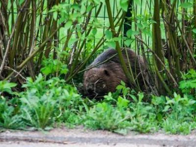 Į Vilniaus gimnaziją atklydęs bebras užpuolė katiną - Lietuva ir Baltijos šalys