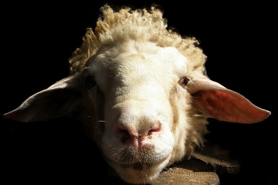 В Кыргызстане баранам выдадут паспорта - Хобби, отдых и развлечения