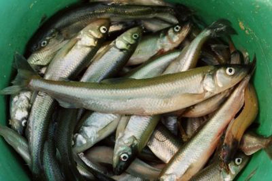 Mėgėjiška stintų žvejyba kartais virsta versline - Lietuva ir Baltijos šalys