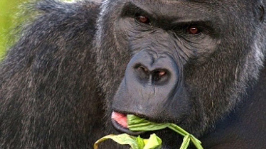 Сыроедение оказалось врагом интеллекта - Наука и здоровье