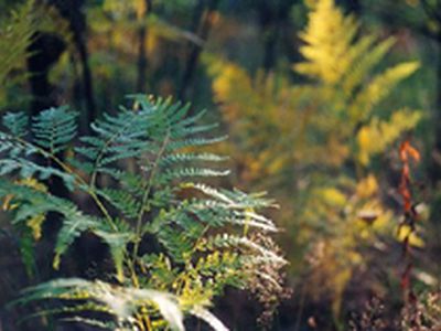 23 июня приглашаем висагинцев и гостей города на праздник «Joninnės»! - В Висагинасе