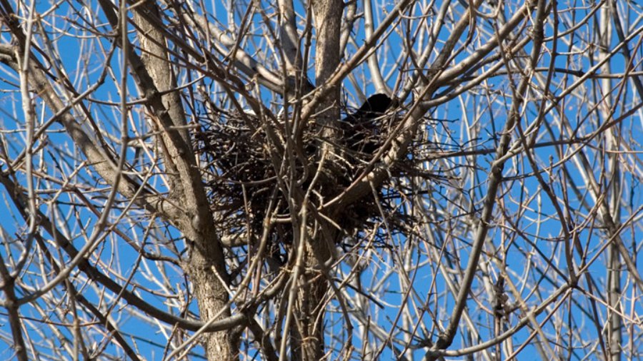 В городских дворах сбито около 20 вороньих гнезд - В Висагинасе