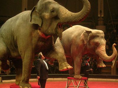 В Великобритании запретили содержать животных в цирках                 - Хобби, отдых и развлечения