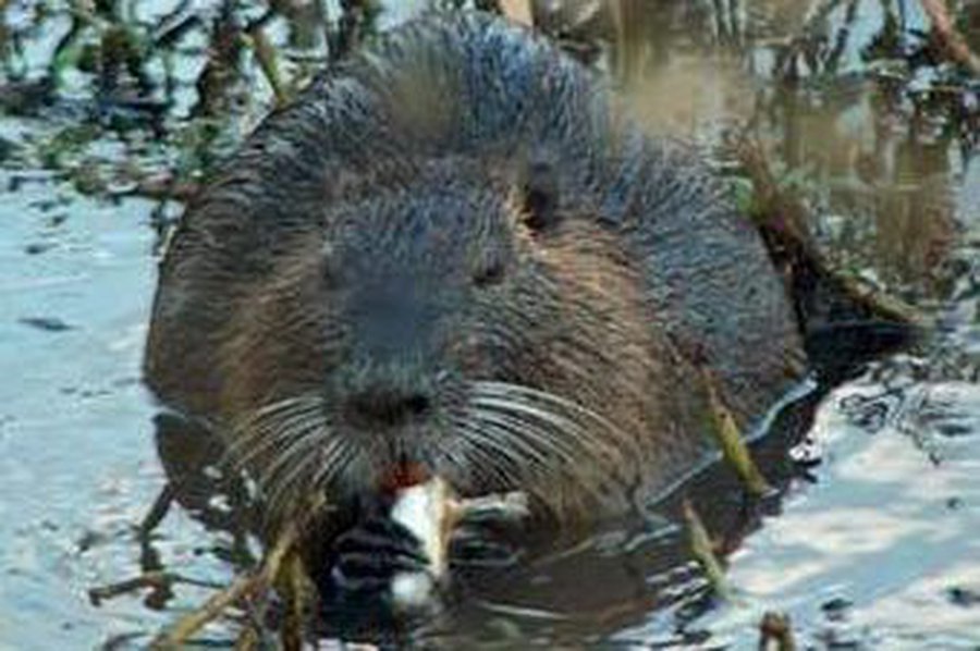 Латвия обзавелась фирмами «Пробуждение бобров» и «План Б по захвату мира»                 - Хобби, отдых и развлечения