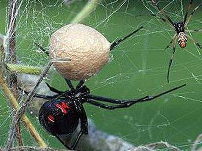 Ученые объяснили причины арахнофобии - Наука и здоровье