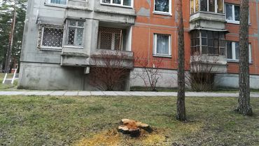 Сколько деревьев вырубили в 2019 г.?  Можно ли жителям сажать деревья в городе?