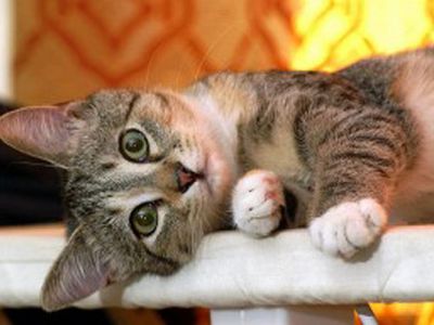 Как кошка лечит болезни - Хобби, отдых и развлечения