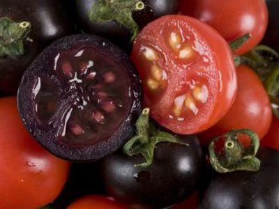 Фиолетовые помидоры - Наука и здоровье