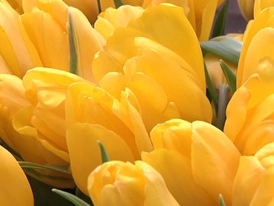 Желтые тюльпаны, желтые тюльпаны... в день 8-го марта!                                                                                                 - Реклама