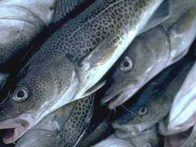 Ученые: Затопленное в Балтийском море оружие вызывает мутацию рыб - Литва и страны Балтии