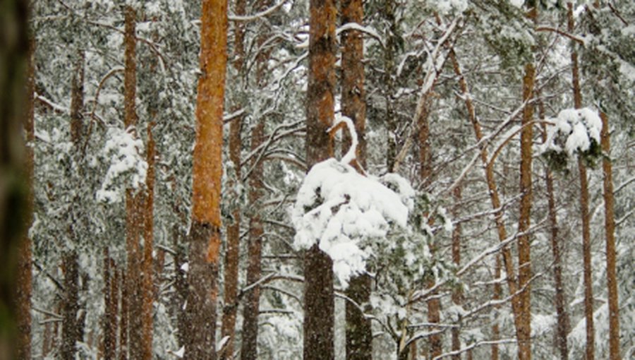 С 1 апреля! © Весна - В Висагинасе