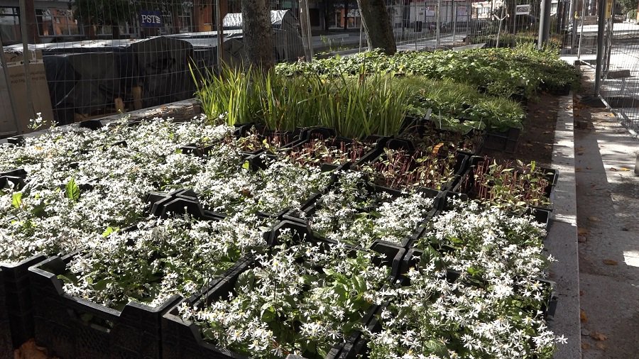 На ал. Седулинос высаживаются растения. Для клумб приготовлено 18 000 цветов разных сортов (видео) - В Висагинасе