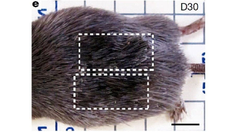 Ученые недооценили способности млекопитающих к регенерации - Наука и здоровье