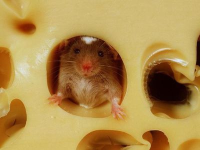 ГОРЯЧАЯ ЛИНИЯ ТТС: Бесплатный сыр... - В Висагинасе