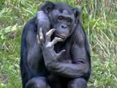 Евросоюз запретил медицинские опыты над человекоподобными приматами - Наука и здоровье