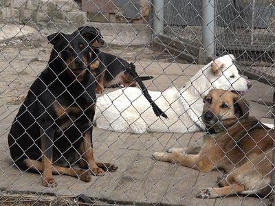 Висагинский приют для животных: какие предстоят изменения? (видео) - В Висагинасе