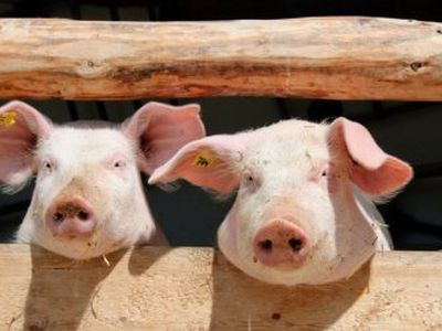 Фермеров раздражает требование ЕС развлекать свиней - Литва и страны Балтии