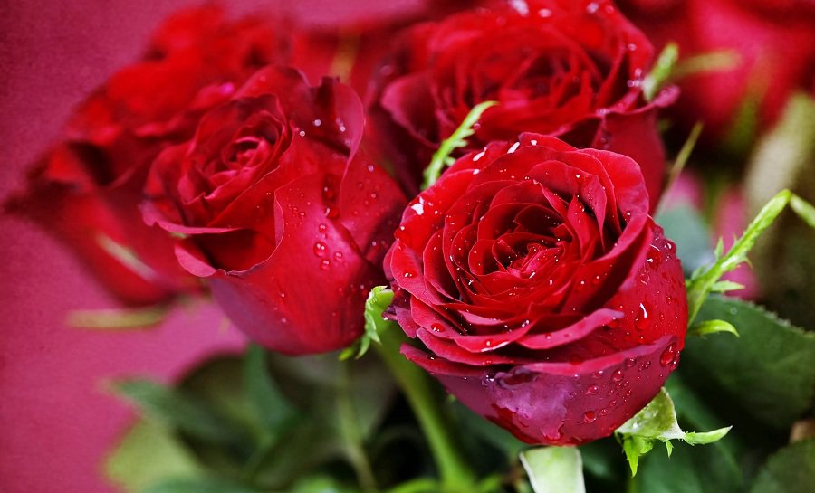 Поздравляем Константина Лободу с юбилеем! - Поздравления