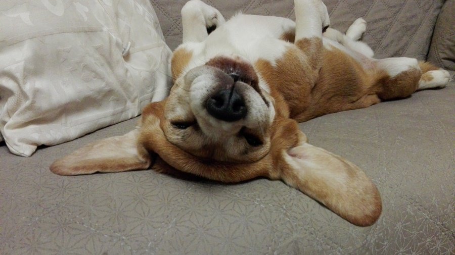 Участник № 51 конкурса «Мой домашний любимец» - Конкурсы для читателей