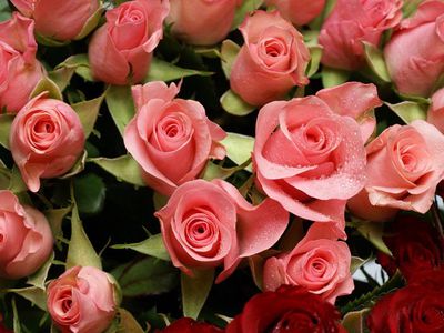 Sveikinimas - Поздравления