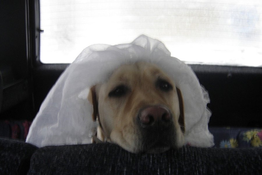 Australas vedė savo augintinę Honey                                 - Pasaulyje