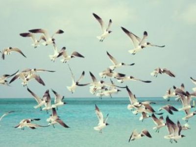Физики пересчитали сказочных чаек-персиконосцев - Хобби, отдых и развлечения
