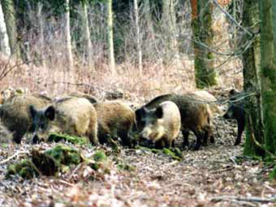 В Англии кабаны сорвали футбольный матч - Культурные и спортивные мероприятия