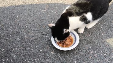 Коты: возвращение. Мнение ветеринаров (видео)