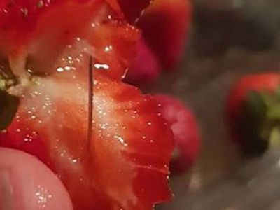 Австралийская полиция задержала подростка, который подкладывал иглы в клубнику ради шутки - Происшествия и криминал