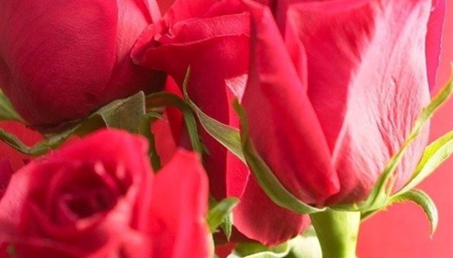 Дарите женщинам цветы - В Висагинасе