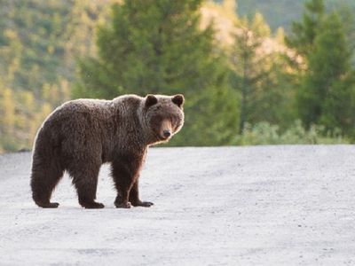 ABC: в США три человека погибли в ДТП с участием медведя - В Мире