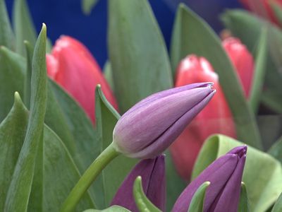 С праздником 8 Марта, дорогие женщины! - Поздравления