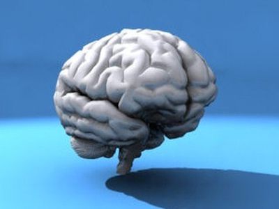 Мозг человека не всегда уменьшается с возрастом - Наука и здоровье