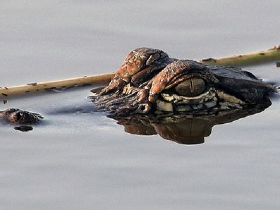 В США отец и сын из-за неисправности аттракциона повисли над прудом с аллигаторами - В Мире