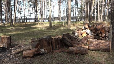 Владельцам собак отведено место у озера для семейного отдыха со своими питомцами (видео)