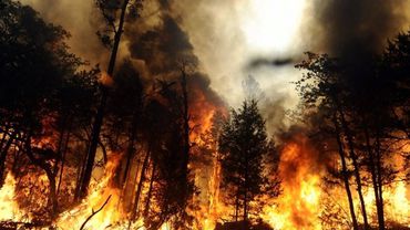 В России за сутки ликвидировано 82 лесных пожара на площади 5 тыс. га