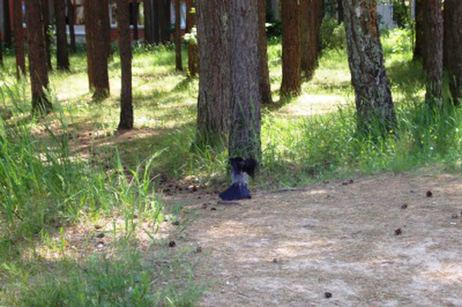 Не проворонит ворона вороненка...                                                                                                                      - В Висагинасе