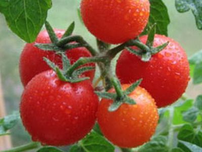 Томаты могут защитить от солнца - Наука и здоровье