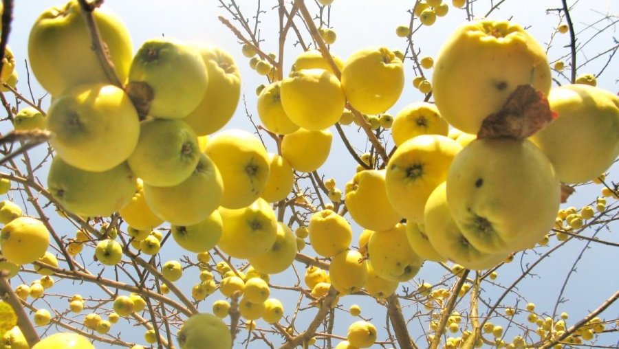 Sinoptikai: koks bus savaitgalis
 - Lietuva ir Baltijos šalys