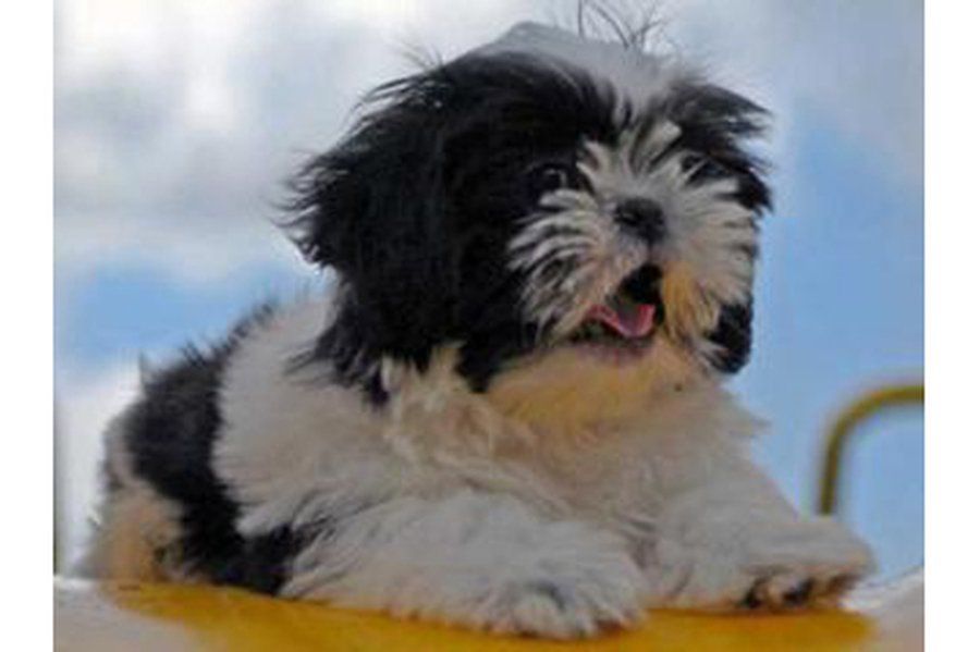 Хозяин нашел собаку через семь лет после пропажи
 - Хобби, отдых и развлечения