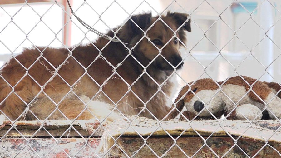 Я жду тебя, хозяин! (видео) - В Висагинасе