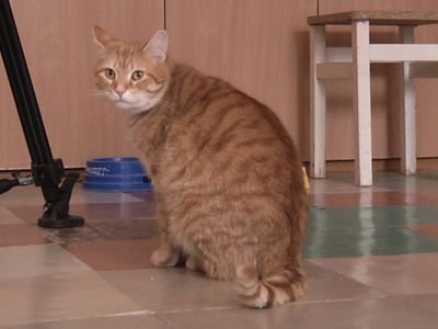 Растопите льдинку в своём сердце (добавлены реквизиты Висагинского общества опеки животных) - В Висагинасе