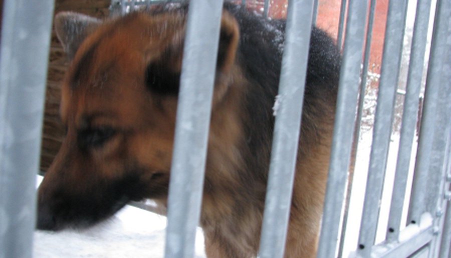 Потерялся пес - В Висагинасе