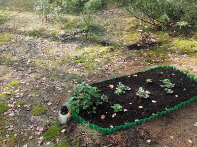 ГлаЗ народа: Кладбище домашних животных - В Висагинасе